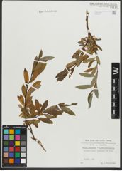 Foto von Salix purpurea L. x Salix waldsteiniana Willd.